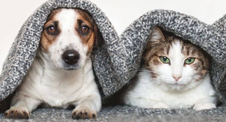 Trucos para convivir con perros y gatos en casa